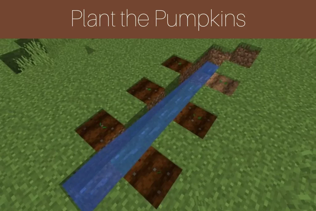 Step 5: Plant the Pumpkins